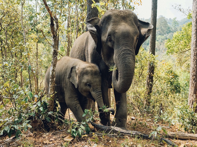 Chiang Mai